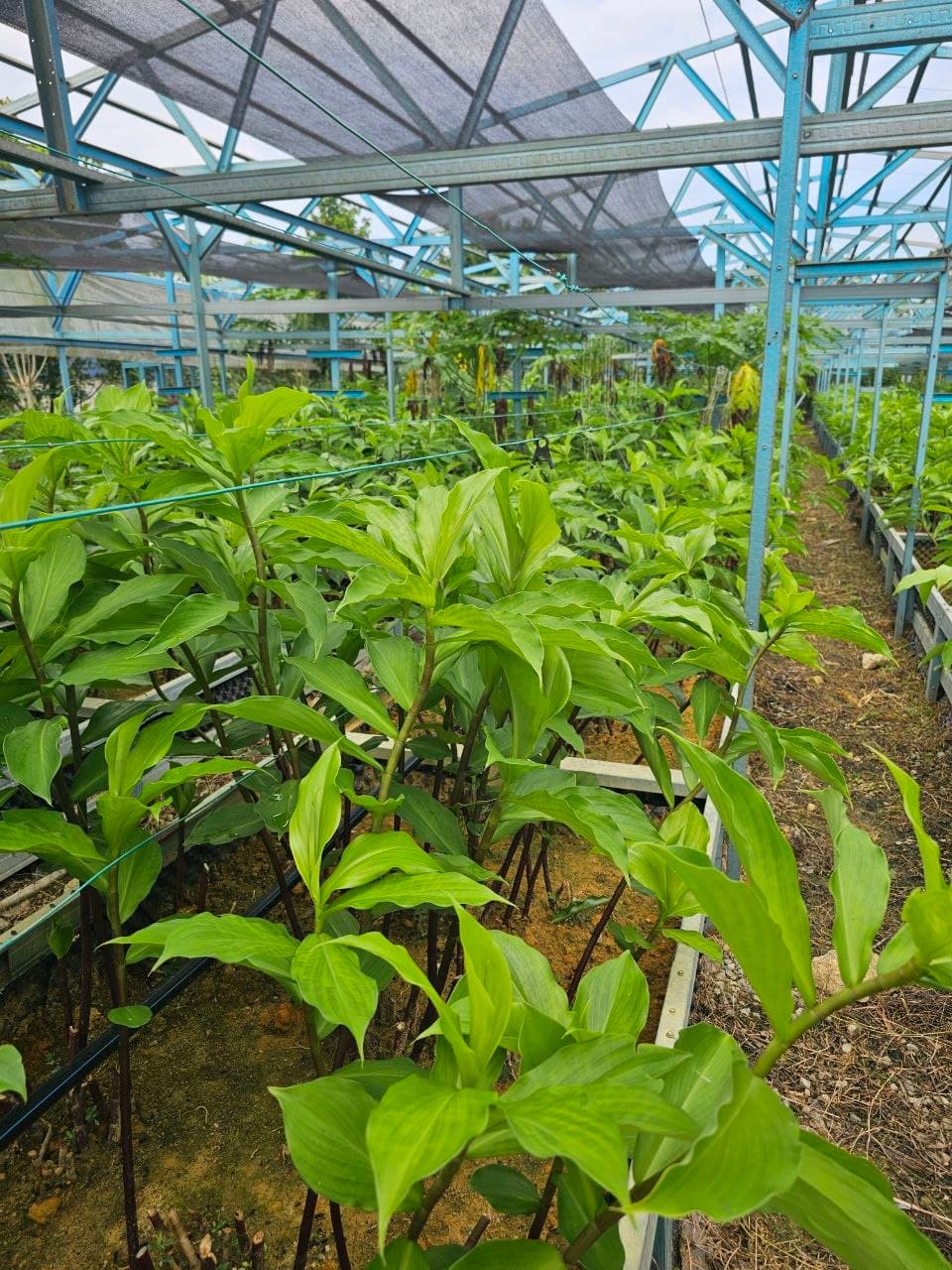 Ladang Costus Igneus