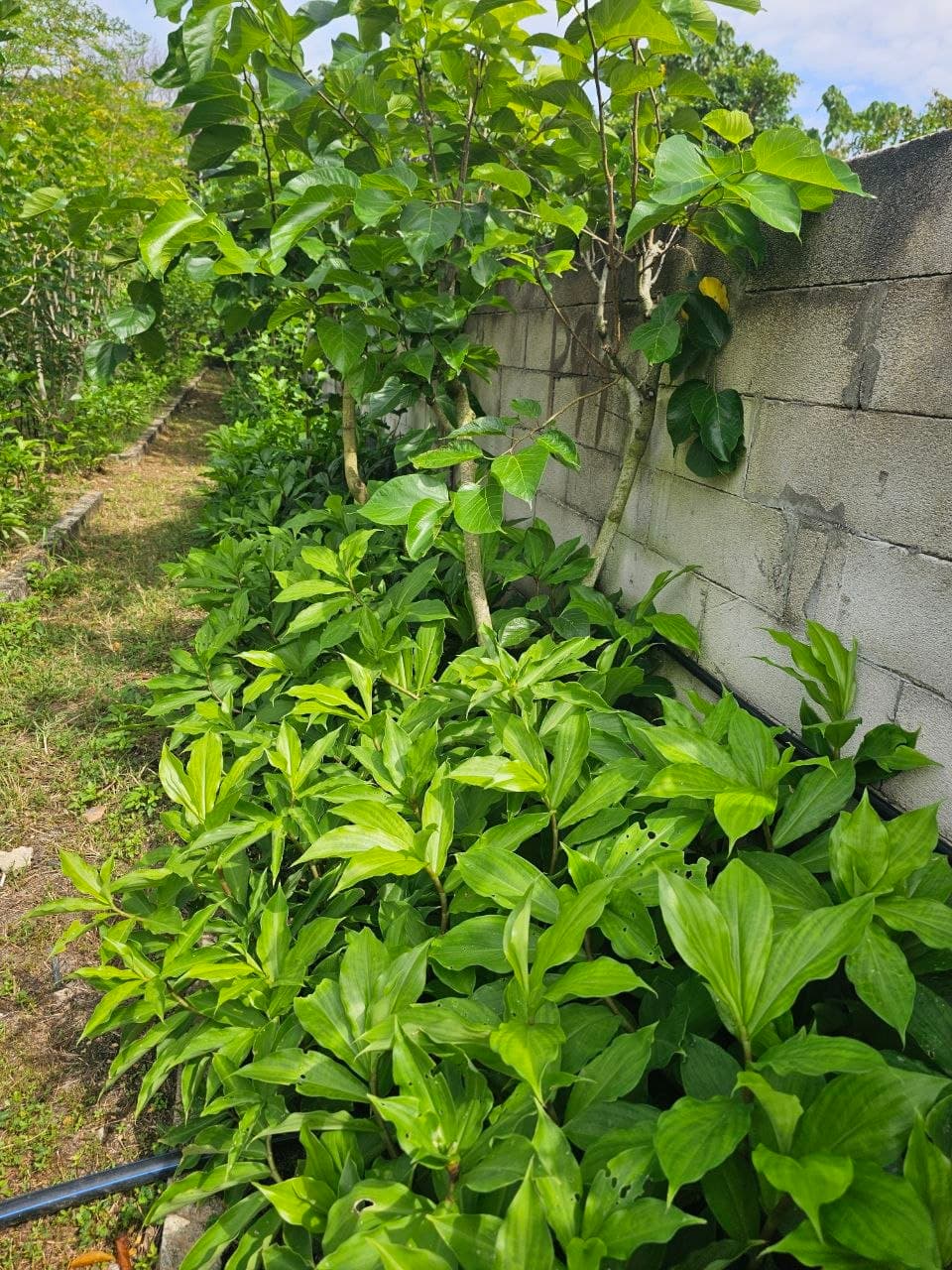 Ladang Costus Igneus